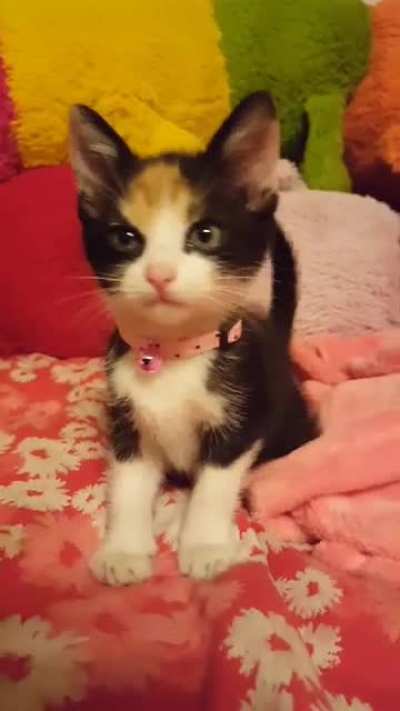 This is Fiona