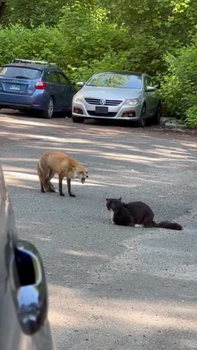The cat was unamused