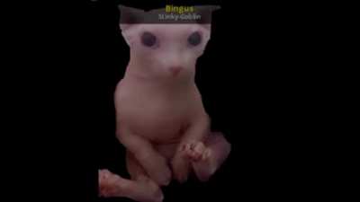 Bingus video