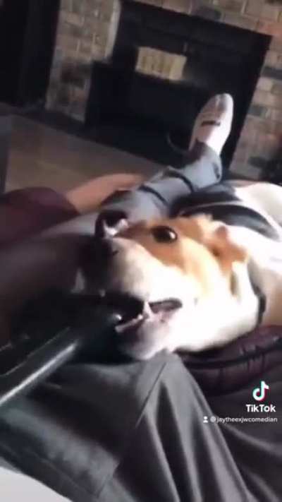 Get a dog they said, it’ll be GREAT they said!!!