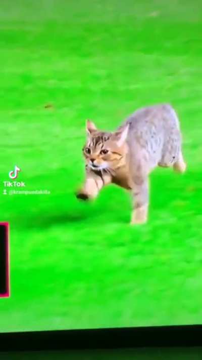 Run Forrest, Run