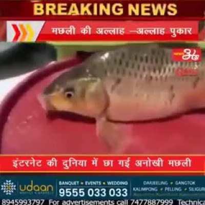 nah fish cought speakig on videos