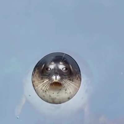 Seal Portal
