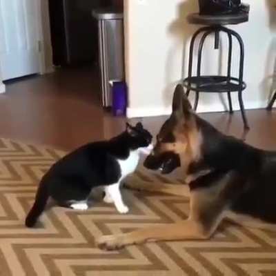 A carefully planned attack.