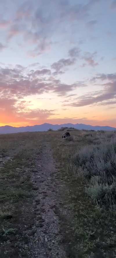 Sunset with our sweet doggies ❤️ 🥰 🐕