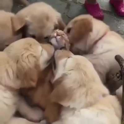 touch tha cat
