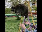 OH LAWD she climbin'!