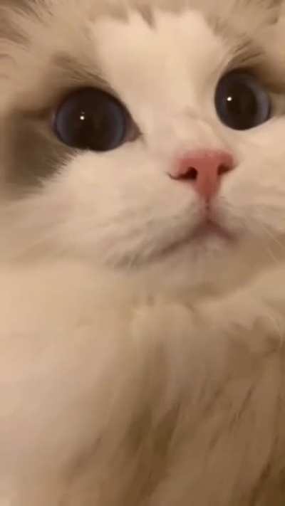 Beautiful cat