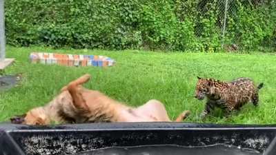 Doggo, Jaguar and lion cub all playing happily together