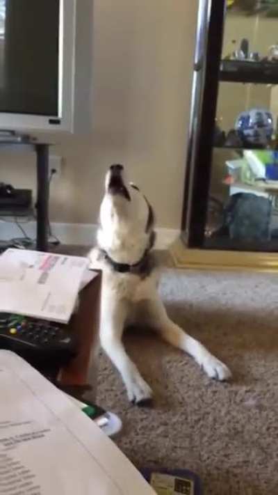 Screaming doggo