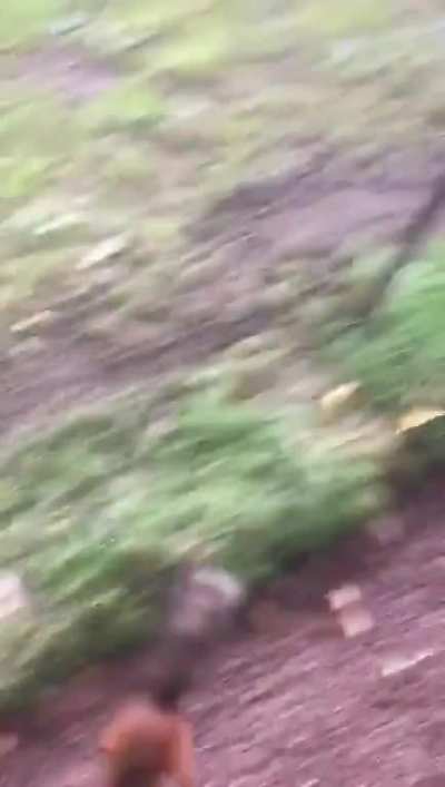 Ambush predator