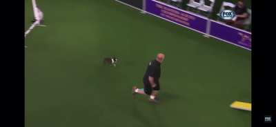 To compete in Agility