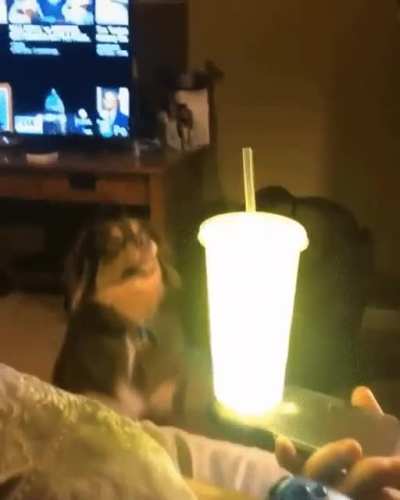 A dog becomes a believer