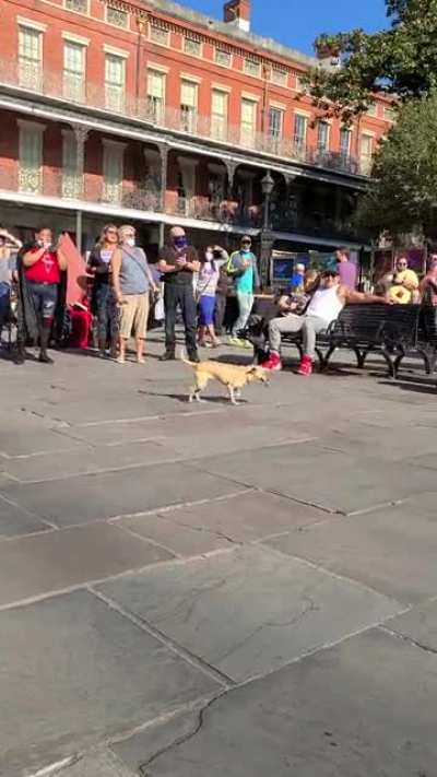 This busker trained his pooch to pick up the tips! Check out the hottest and hardest working duet on the New Orleans music scene! ❤🔥🎤😎🐶💵❤