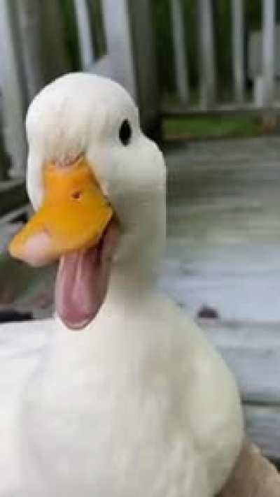 Duck