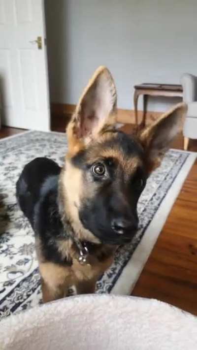 More of those famous GSD head tilts in this sub please.