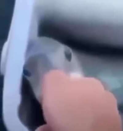Peixe