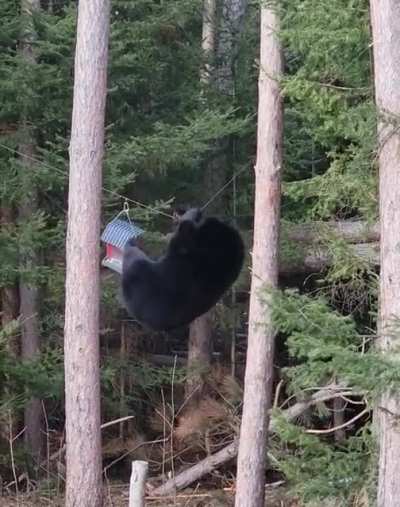 When a new bird species visits your bird feeder
