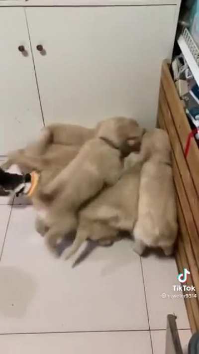 iNnOcEnT cAt gEtS mAuLeD