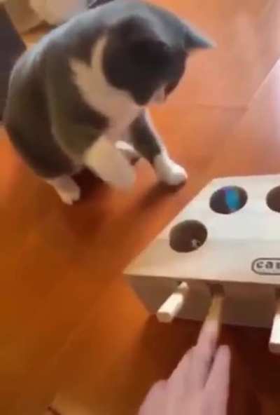 Just fun for cat