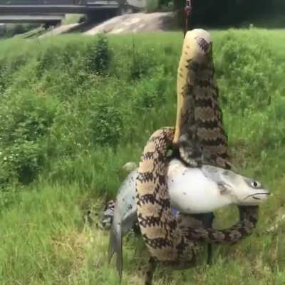 На хорош<wbr>его червя и улов хорош