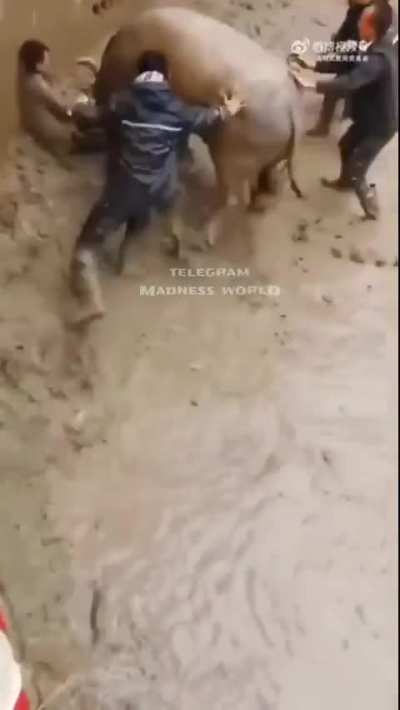 Chinese bullfighting goes right!
