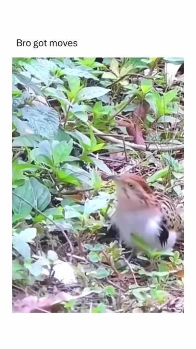 Bro got moves