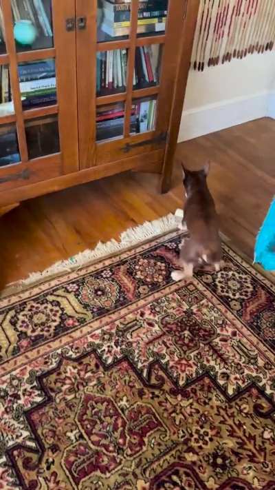 My chihuahua “punishing”her hambone toy