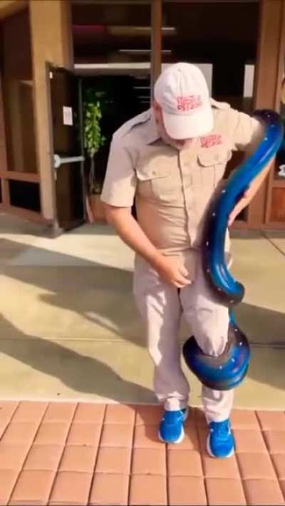 Can anyone identify what kind of snake this is?