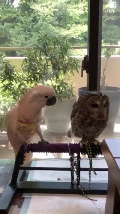 Birdie: 