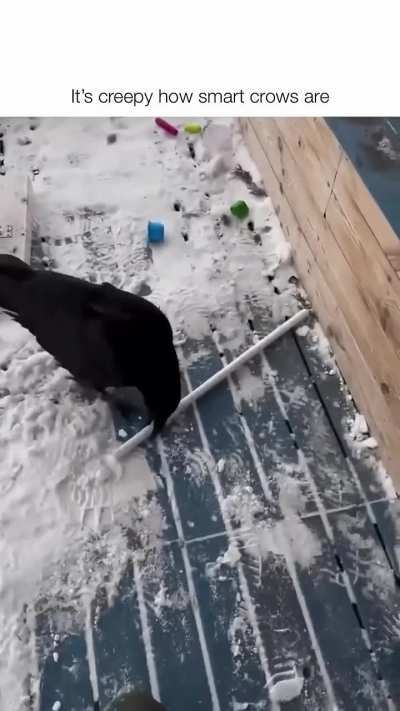 Birds Are Crazy Smart!