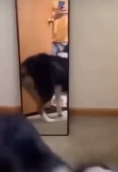 Doggie