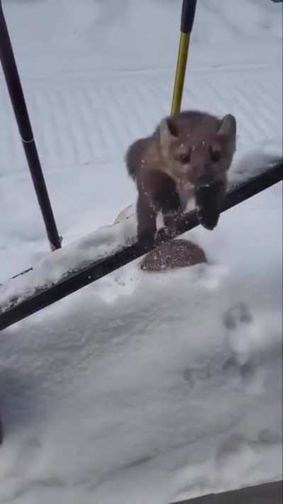 Stoatposting