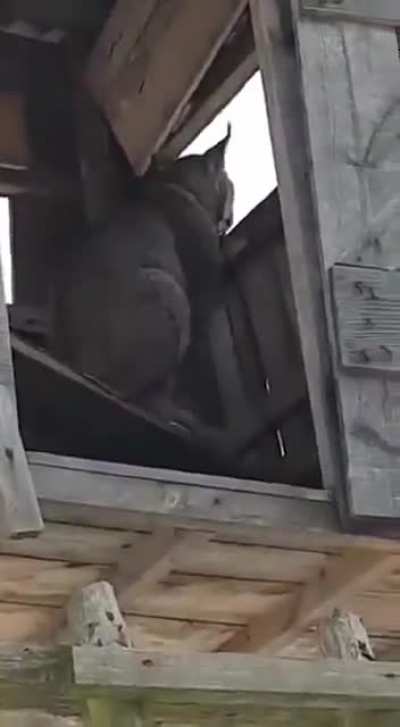 Не мешайте охоти<wbr>ться сер 🧐