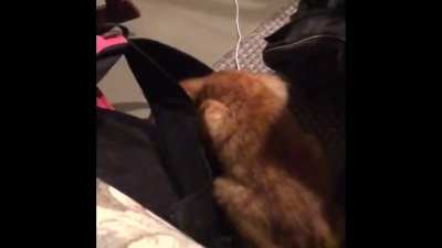 My girlfriend was filming my car play with her backpack last night and this happened out of nowhere