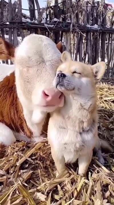 They seem to really like being together.