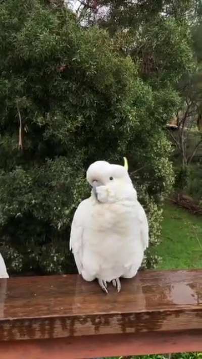 Cockatoos are monogamous breeders, with pair bonds that can last their entire lives. Established pairs often engage in preening each other.