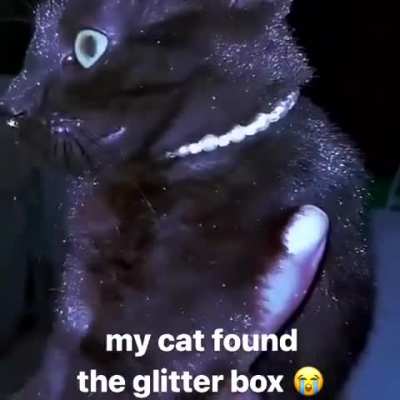 The Stardust Cat