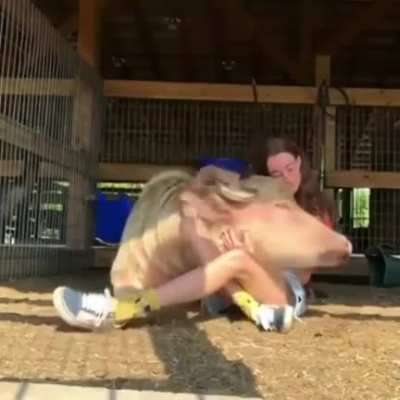 A happy lapcow