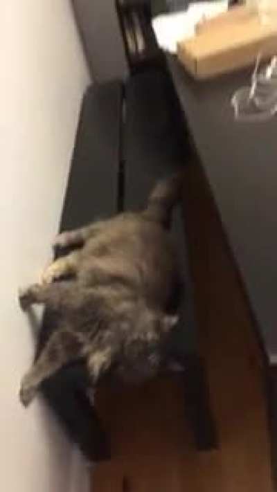 My cat’s sense of direction seems off