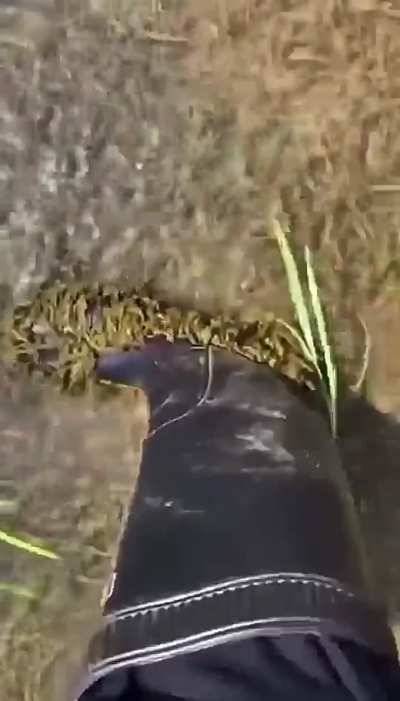 Leech farm showing they will attach to anything that enters the water