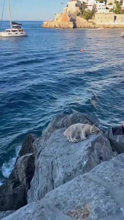 Kitty by the sea