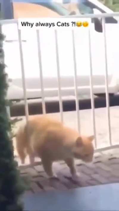 Perfectly cut scream