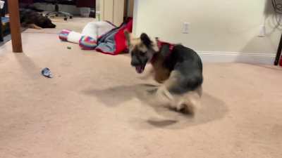 Whirling Derpish