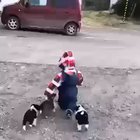 Child fed to Wolves