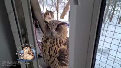 owwwl