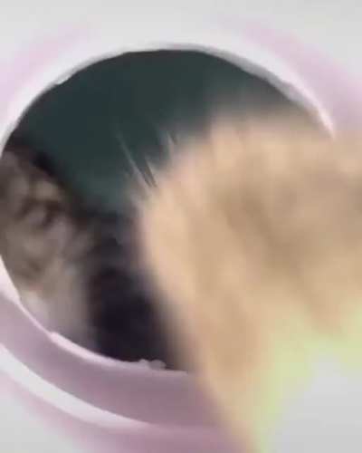 Kitty checking out a roll of TP