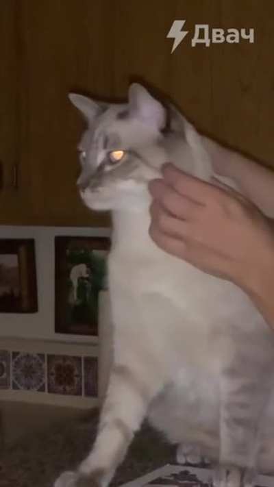 Demon kitty sounds