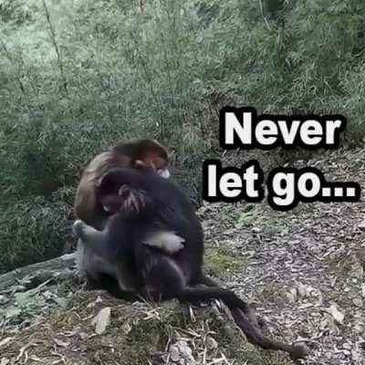 Monkey bros