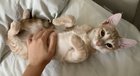 Butter got his rabies vaccine today and took it like a champ. Now he is getting some well deserved belly rubs-his favorite!